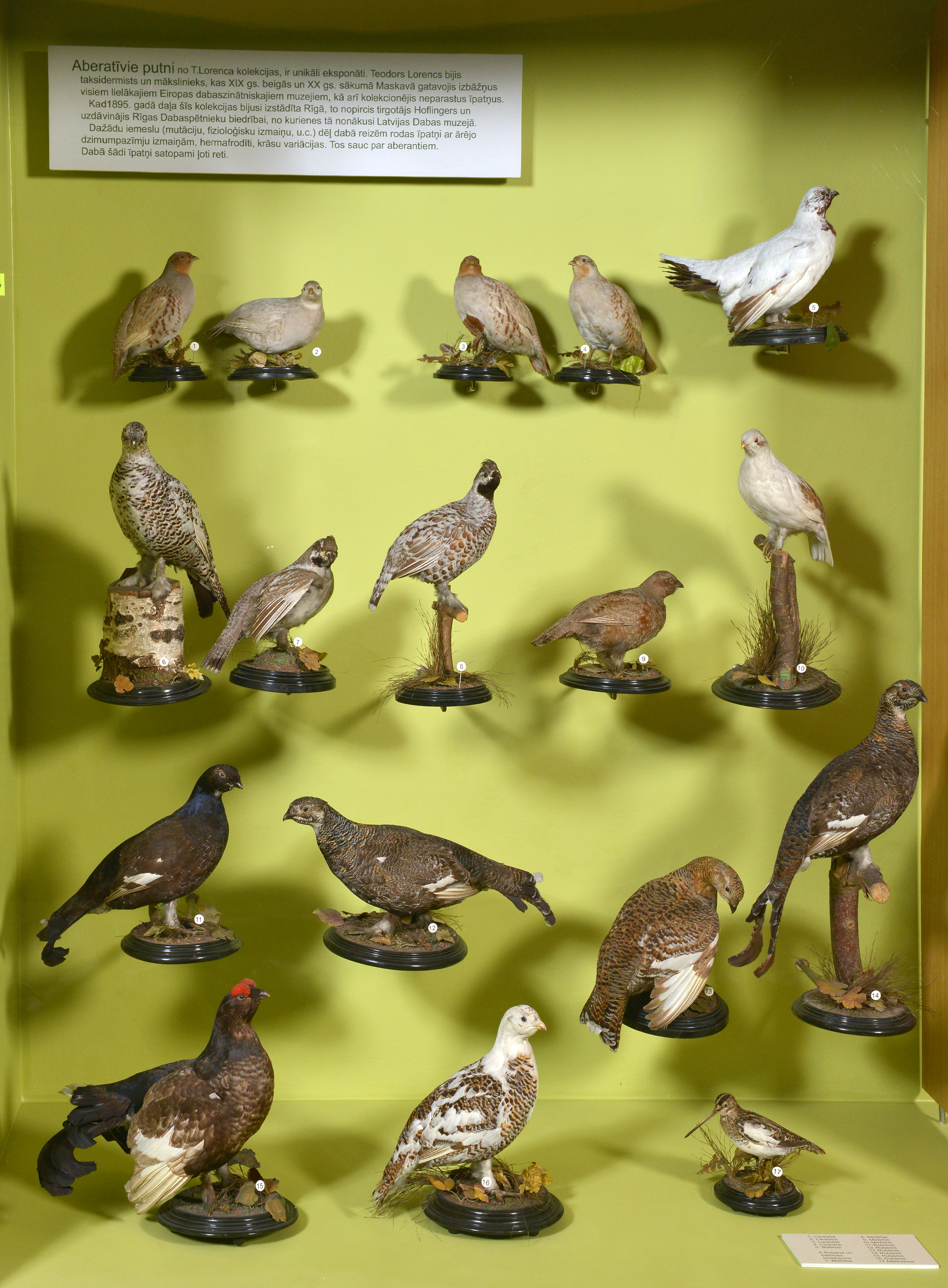 Aberatīvo putnu kolekcija