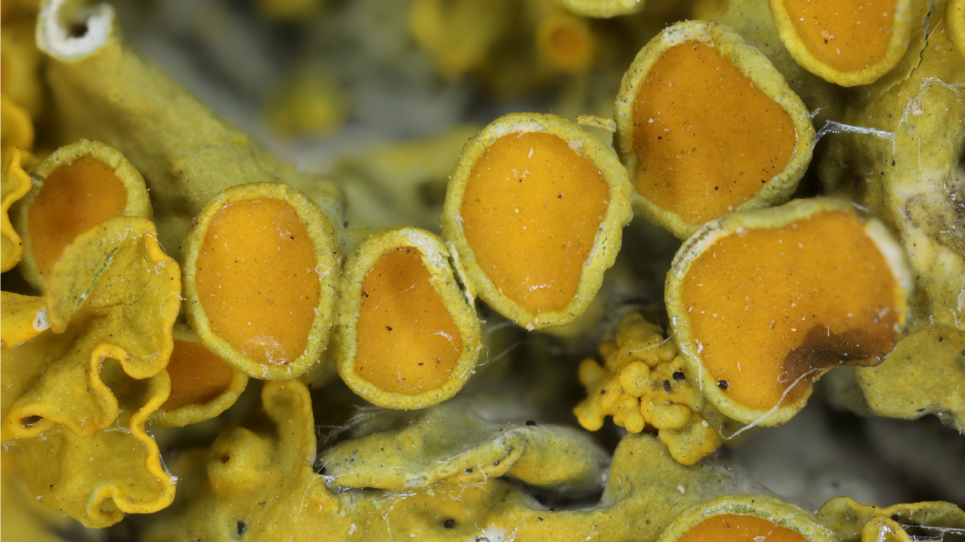 Dzeltenais sienasķērpis Xanthoria parietina