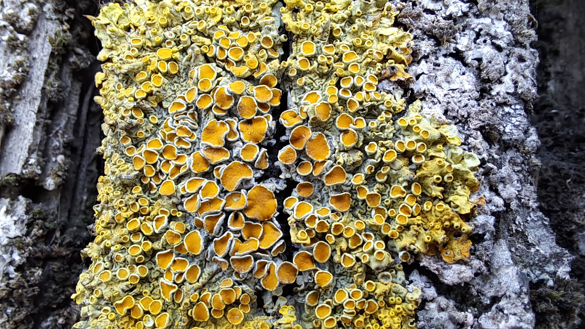 Dzeltenais sienasķērpis Xanthoria parietina