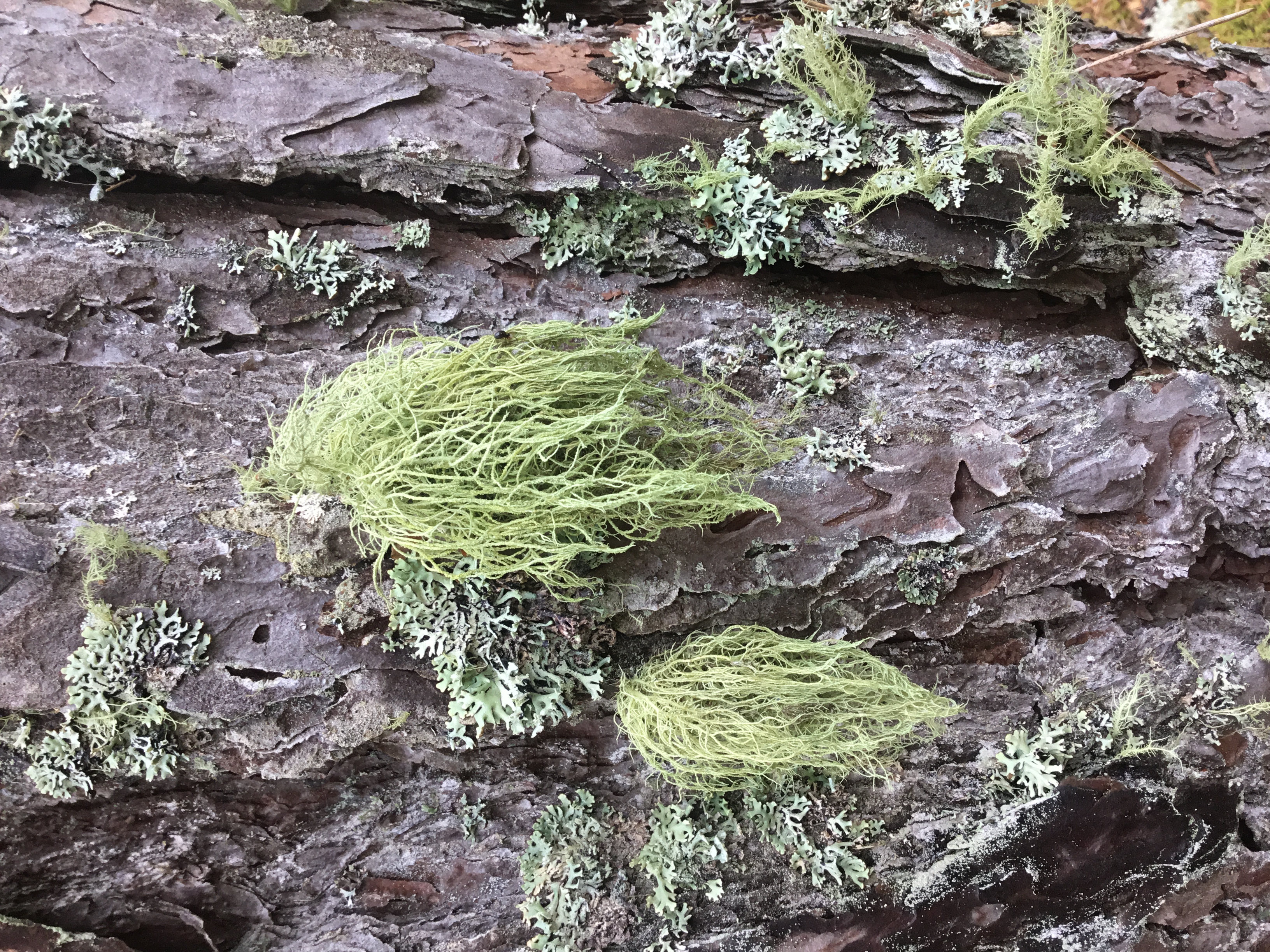 Īsmatainā usneja Usnea hirta