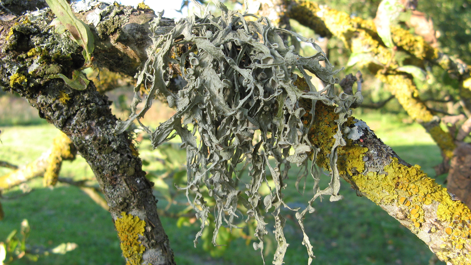 Ošu ramalīna Ramalina fraxinea