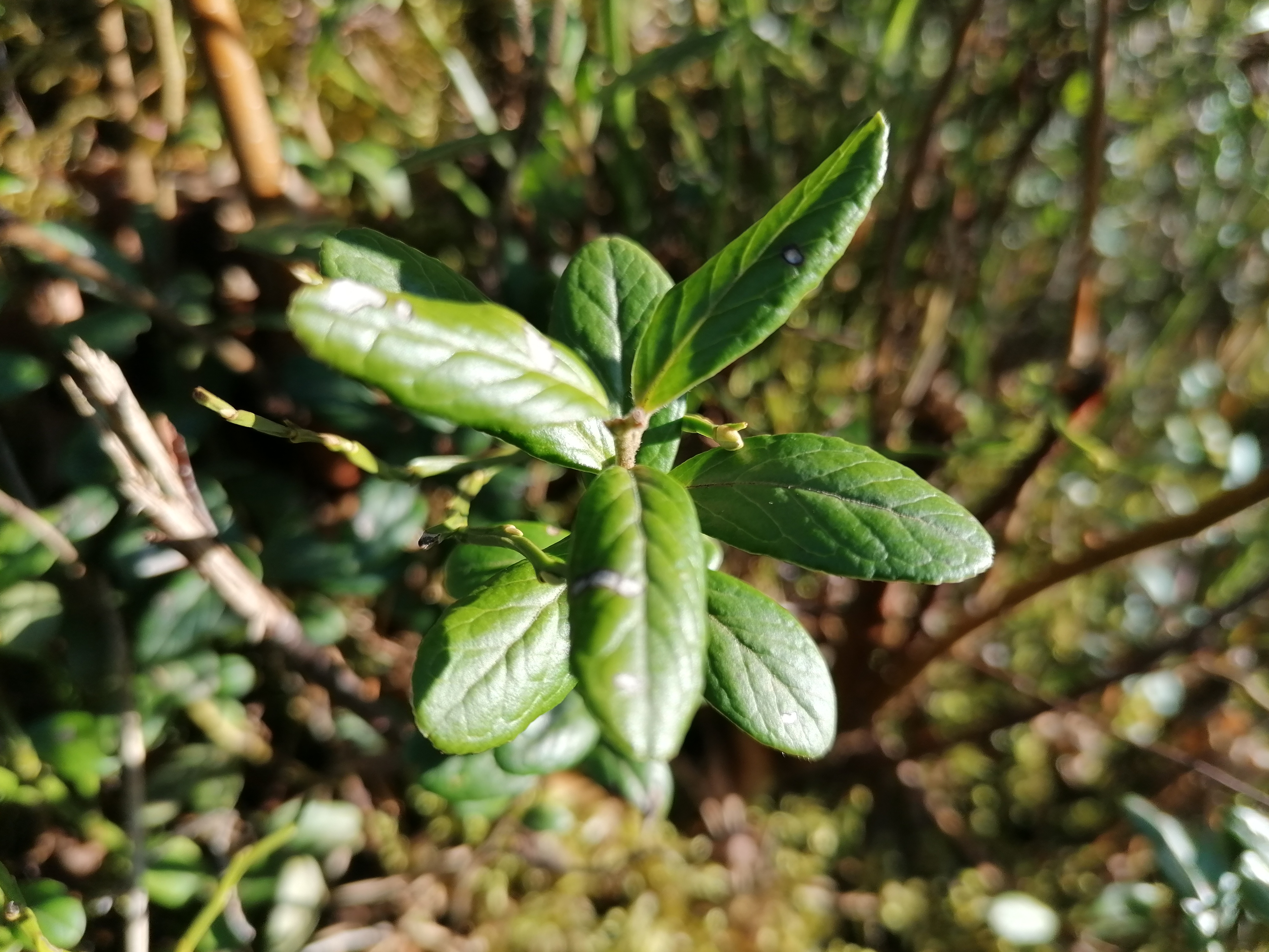 Brūklene Vaccinium vitis-idaea 