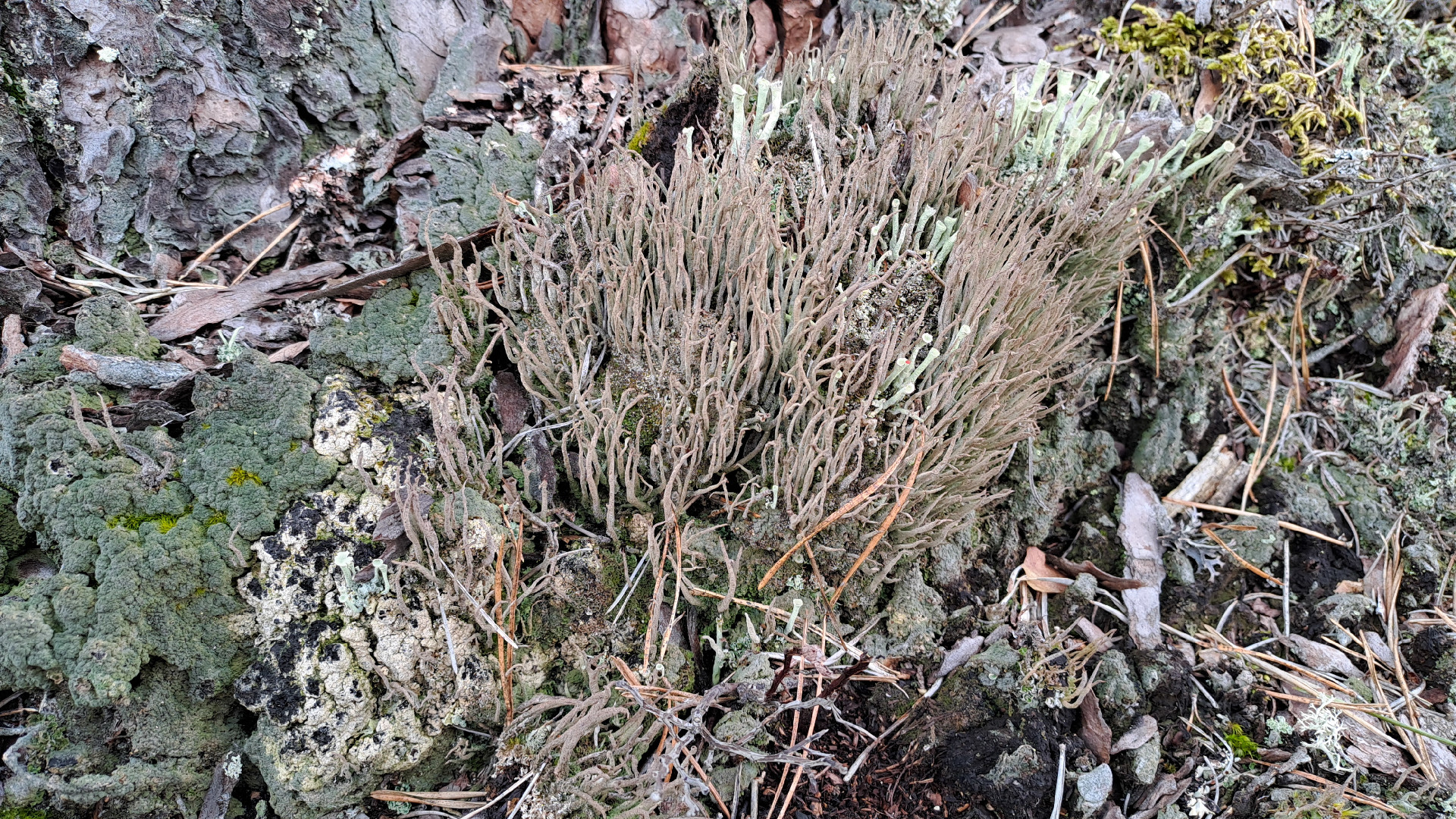 Ragveida kladonija Cladonia cornuta