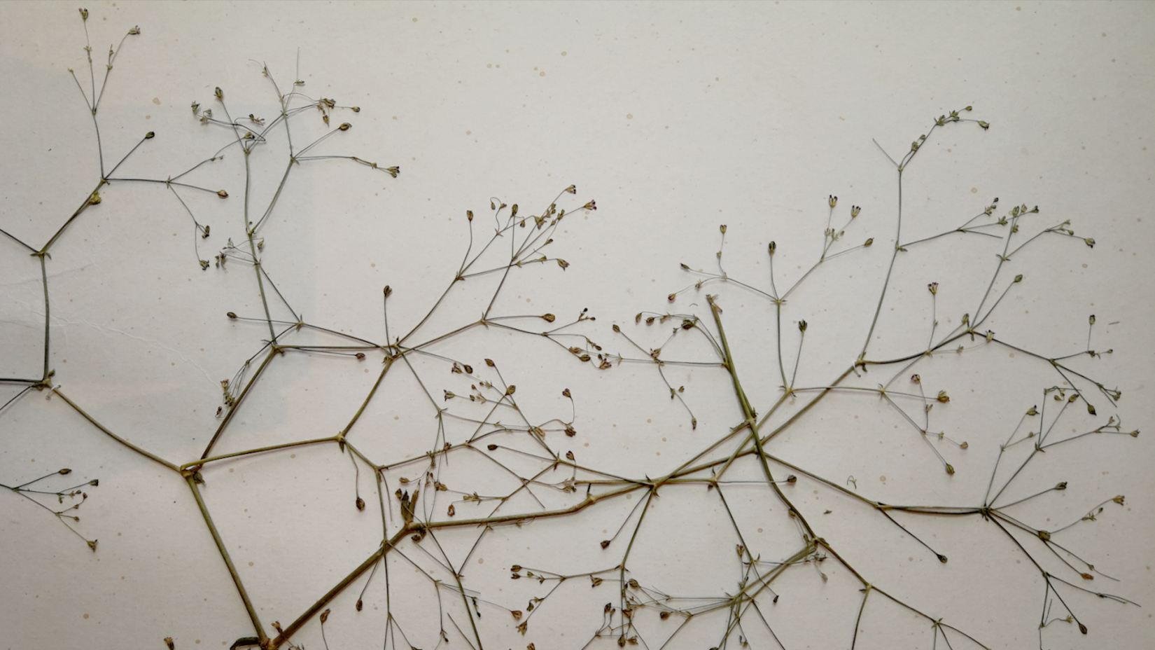 Skaujošā ģipsene (Gypsophila perfoliata). Latvijas Dabas muzeja krājuma priekšmets