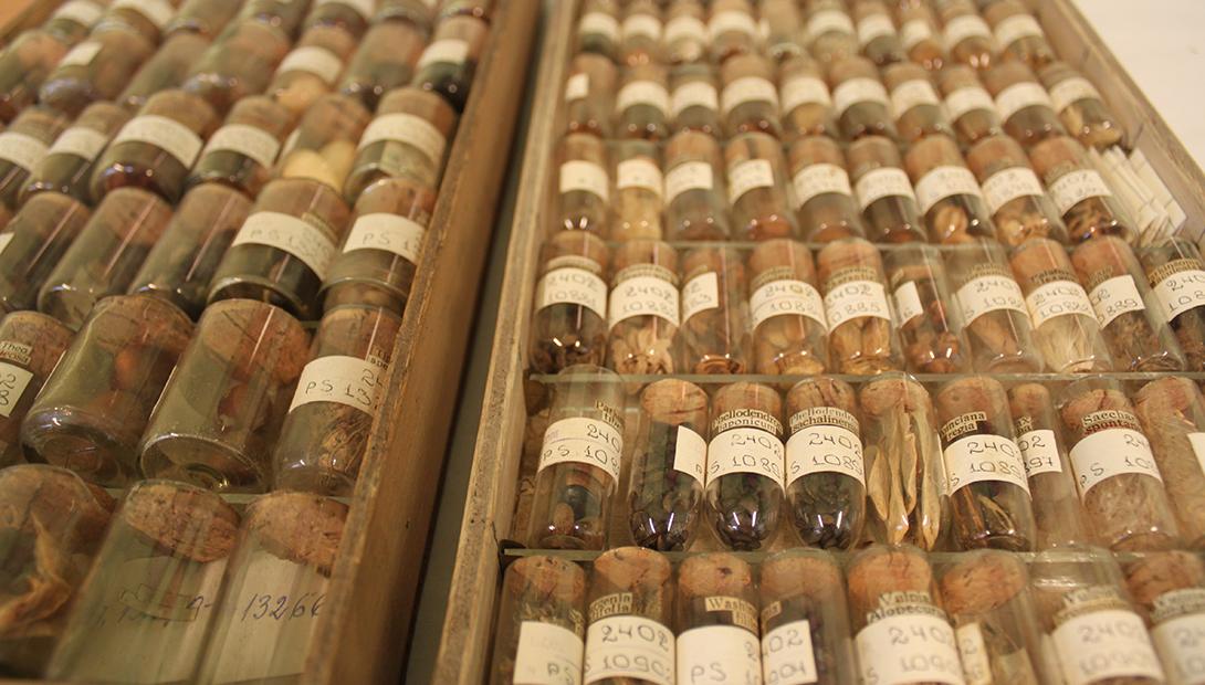 The Latvian Museum of Natural History Botanical collection depository