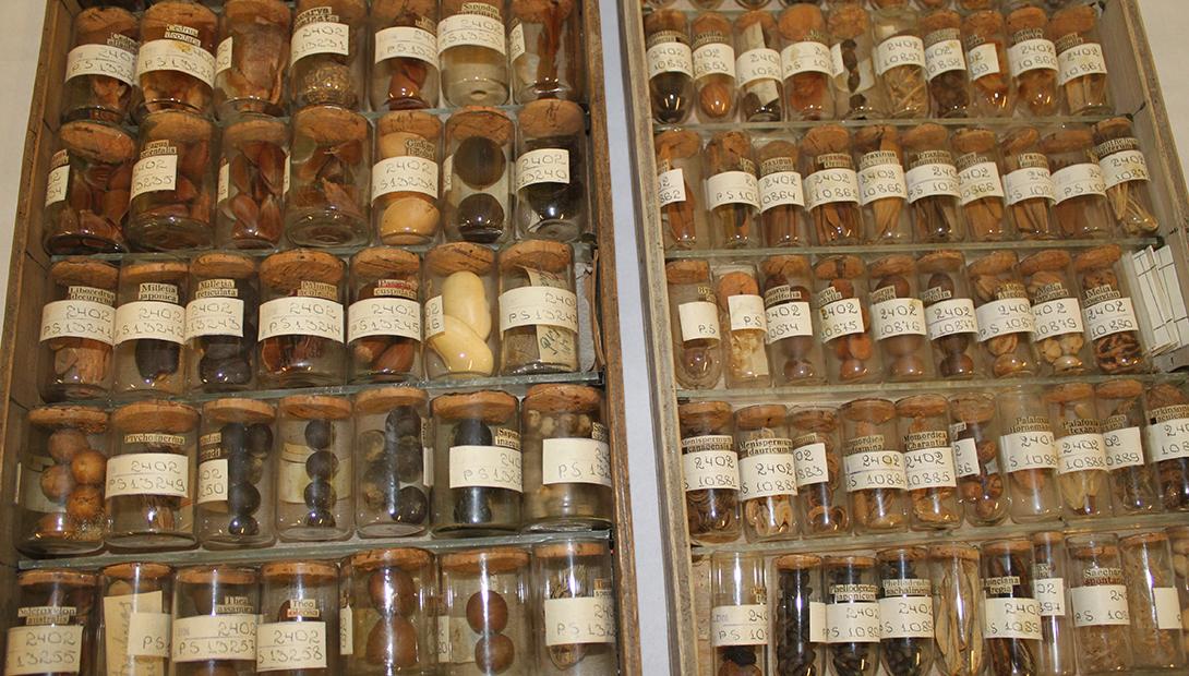 The Latvian Museum of Natural History Botanical collection depository