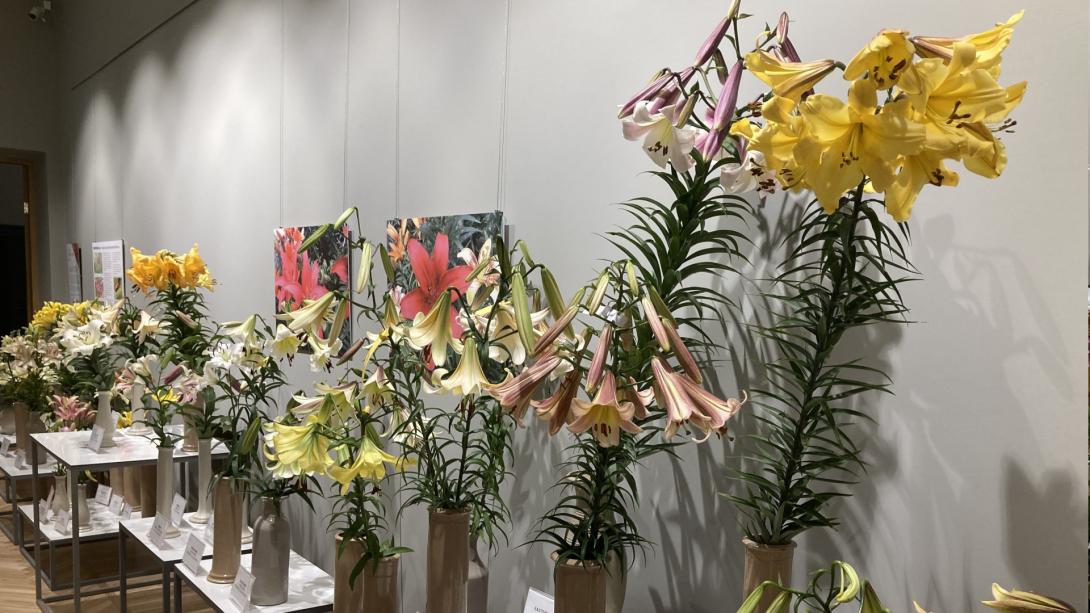 Exhibition "Lilies 2021"