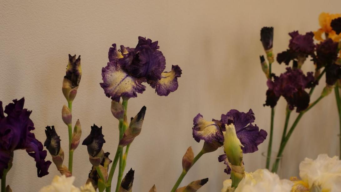 Exhibition "Irises 2022"