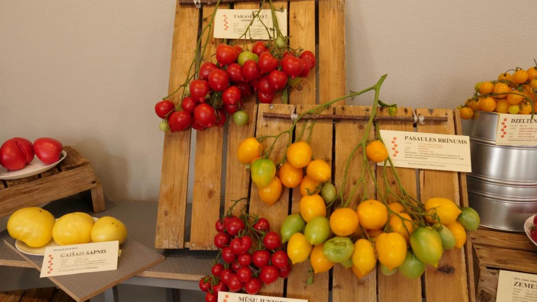 Exhibition "Tomatoes 2022"