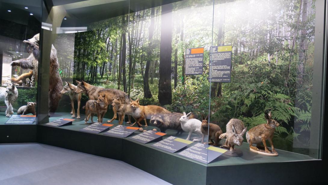 Экспозиция «Млекопитающие Латвии»