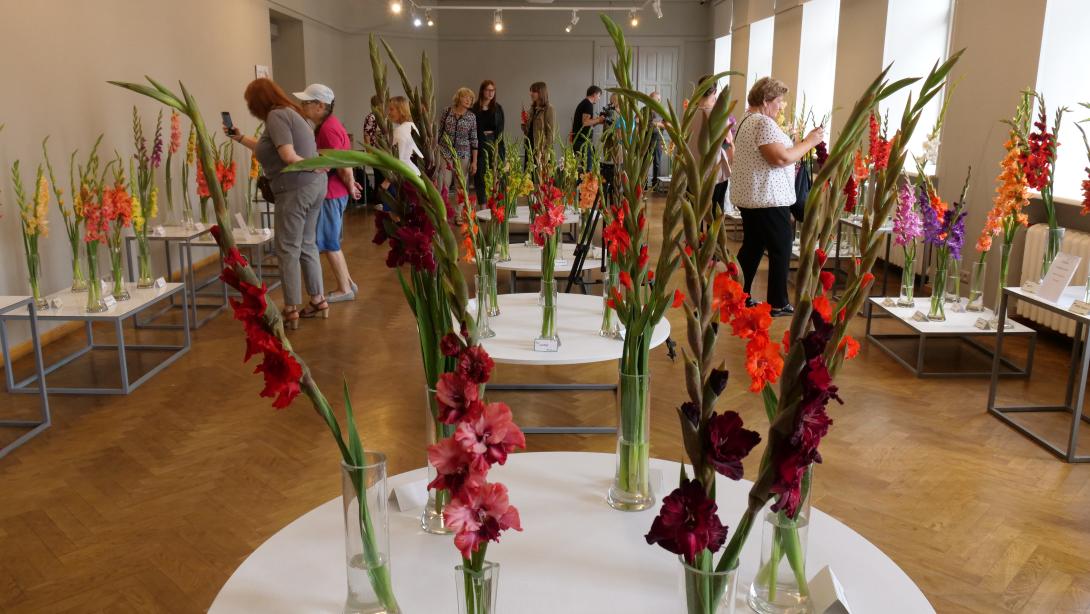 Exhibition "Gladiolus 2023"