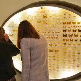 Exhibition "The World of Insects"