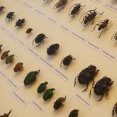 Exhibition "The World of Insects"