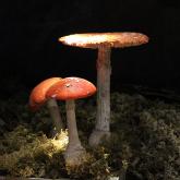 Экспозиция  «Растения и грибы Латвии»
