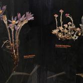 Exhibition "Plants and Fungi of Latvia"