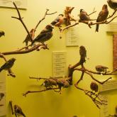 Exhibition "Birds of Latvia"
