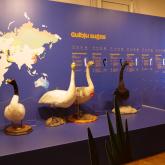 Exhibition "Swans - known and unknown"
