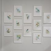 Exhibition "Birds by my home. Watercolours by Mykola Vasilenko"