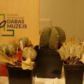 Izstāde „Kaktusi un citi sukulenti 2023”