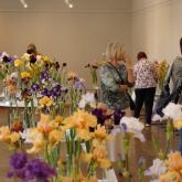 Exhibition "Irises 2023"