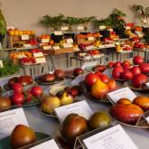 Exhibition "Tomatoes and herbs 2023"