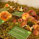 Exhibition "Mushrooms 2023"