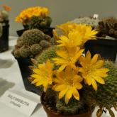 Exhibition “Cacti 2024”