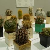 Exhibition “Cacti 2024”