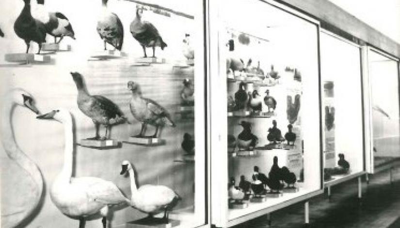 The “Birds of Latvia” exhibition is created