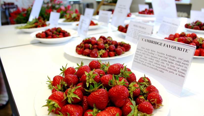 Exhibition "Strawberries 2019"