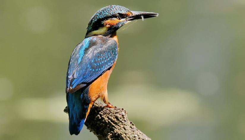 The common kingfisher