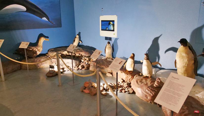 Exhibition "Life in the Sea, From North to South" 