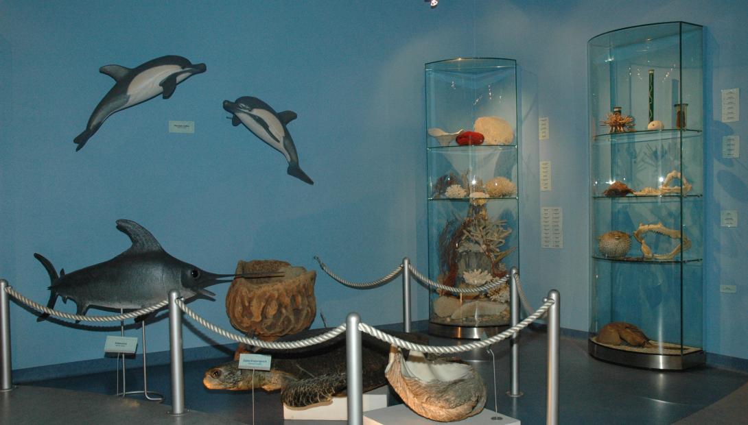 Экспозиции «Морские экосистемы и их охрана»