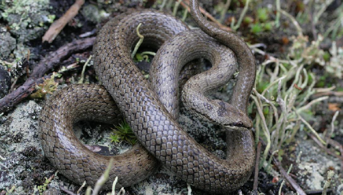 Animal of the year 2012 the smooth snake