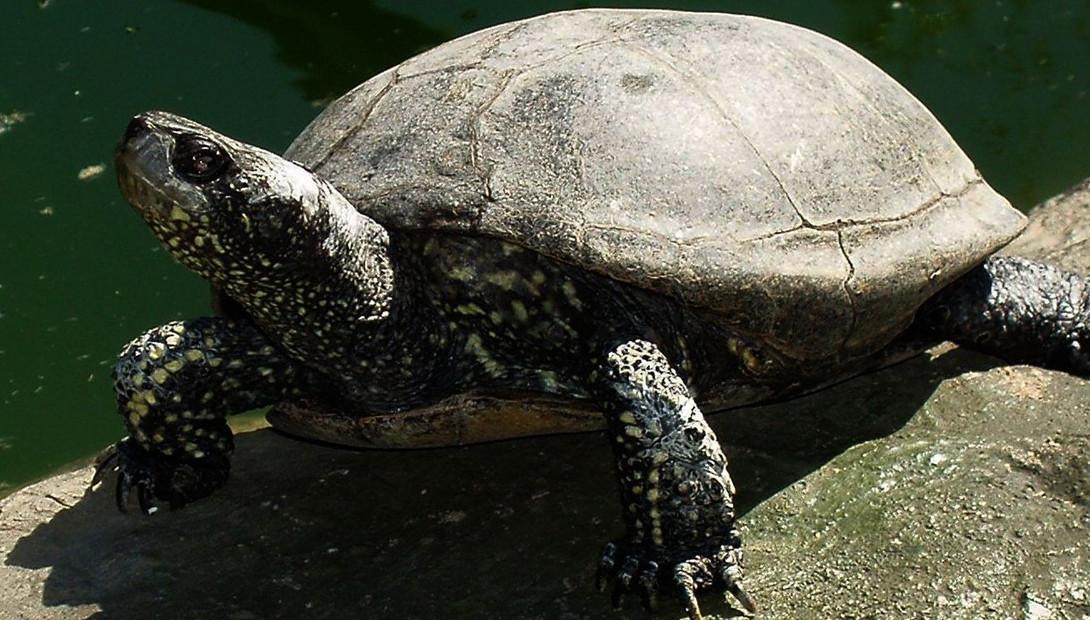 Животное года 2013 Европейская болотная черепаха
