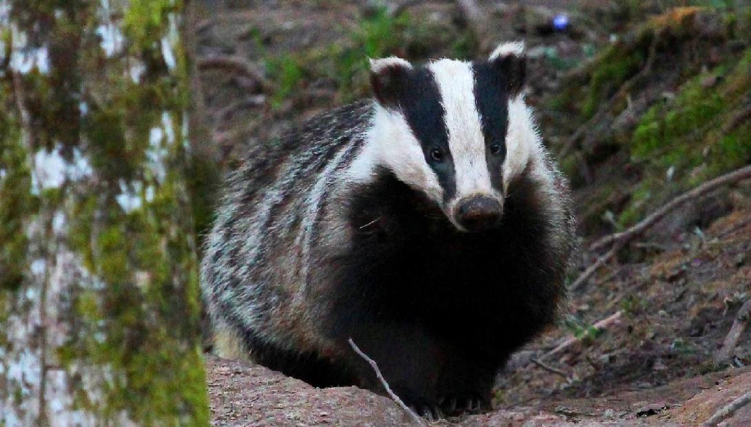 Animal of the year 2016 the European badger