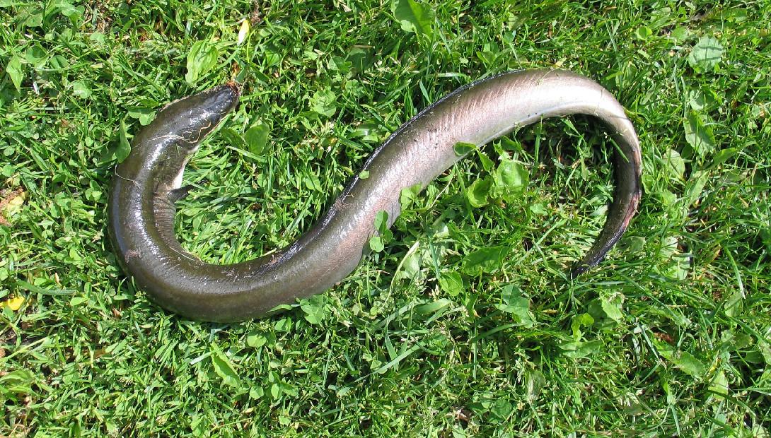 Animal of the year 2017 the European eel