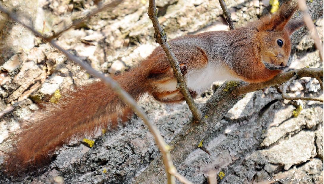 Animal of the year 2018 the red squirrel