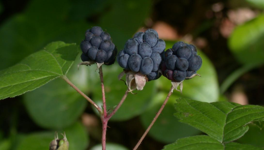 Zilganā kazene (Rubus caesius)