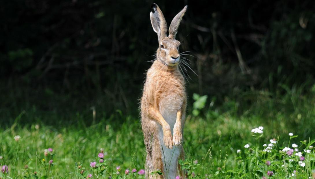 Animal of the year 2021 the European hare