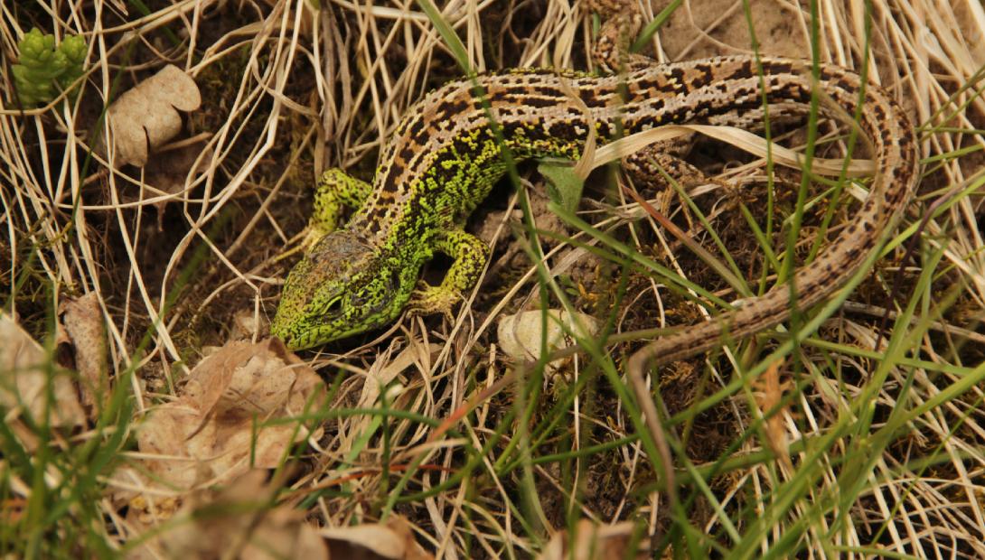 Animal of the year 2023 the sand lizard 
