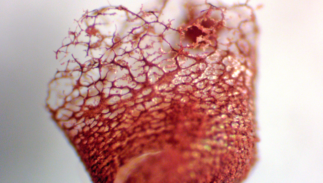 Sarkanbrūnā lākturīte, Cribraria rubiginosa